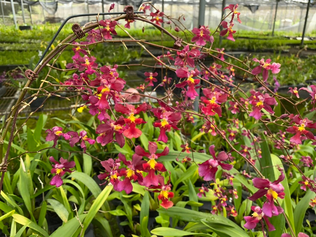 Oncidium Hwuluduen ‘紅櫻桃’ 文心蘭