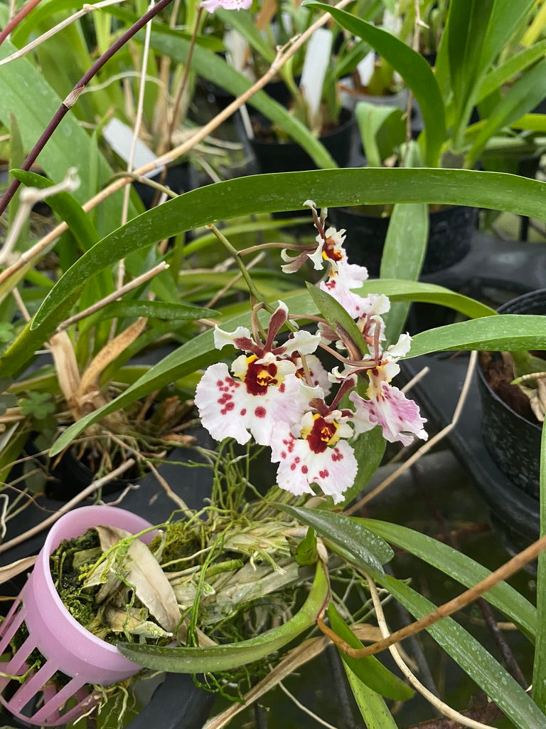 托倫尼亞雜交種