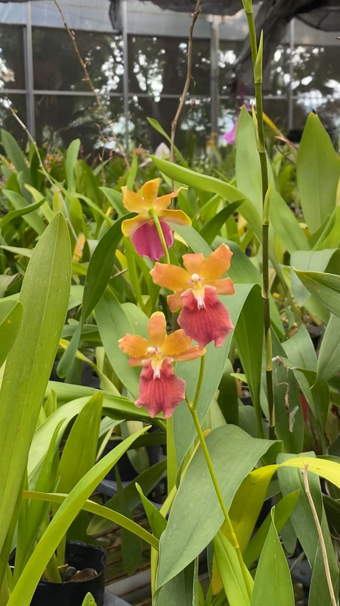 腫瘤科胡魯杜恩 '2763'