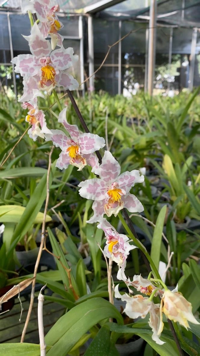 Oncidium Hwuluduen Franz ‘Leopard’ 文心蘭