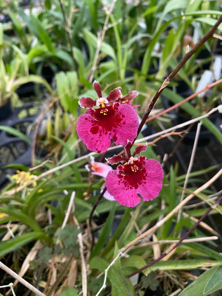 托倫尼亞雜交種