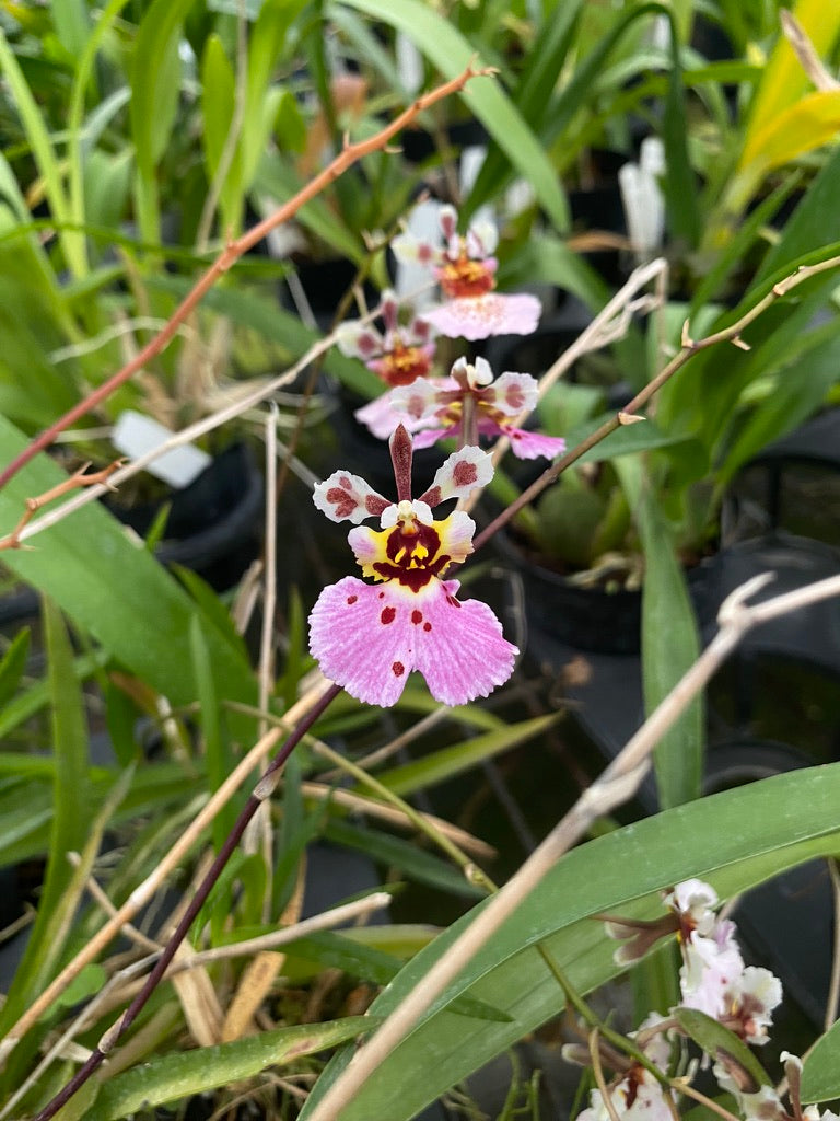 托倫尼亞雜交種