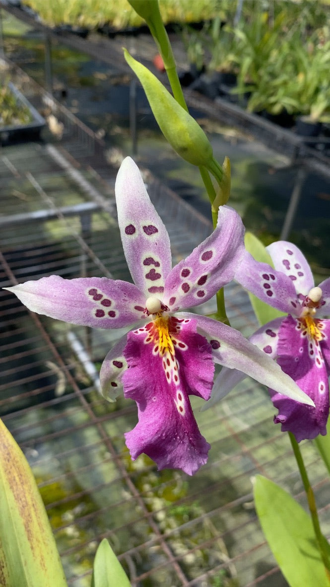 阿爾克拉。 Hwuluduen 浪漫 '1174'