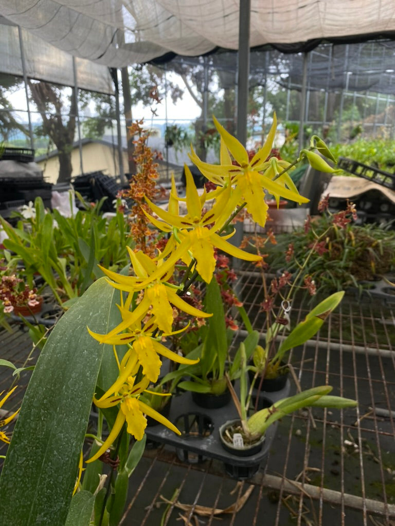 Bramesa Hwuluduen 生動蜜蜂 '1235'