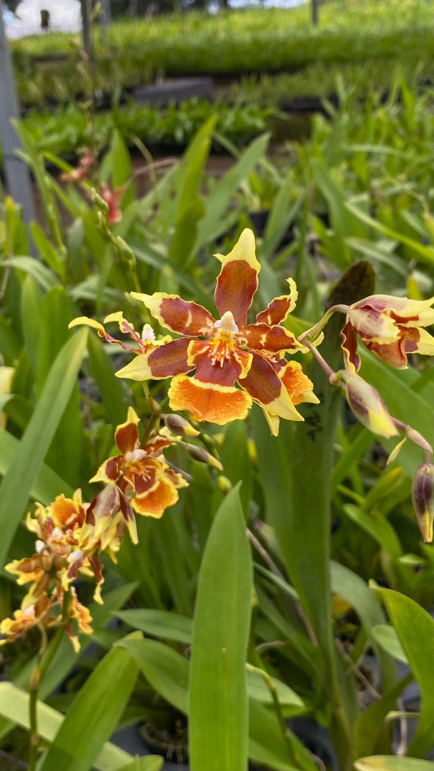 文心蘭 Hwuluduen Messi ‘2172’