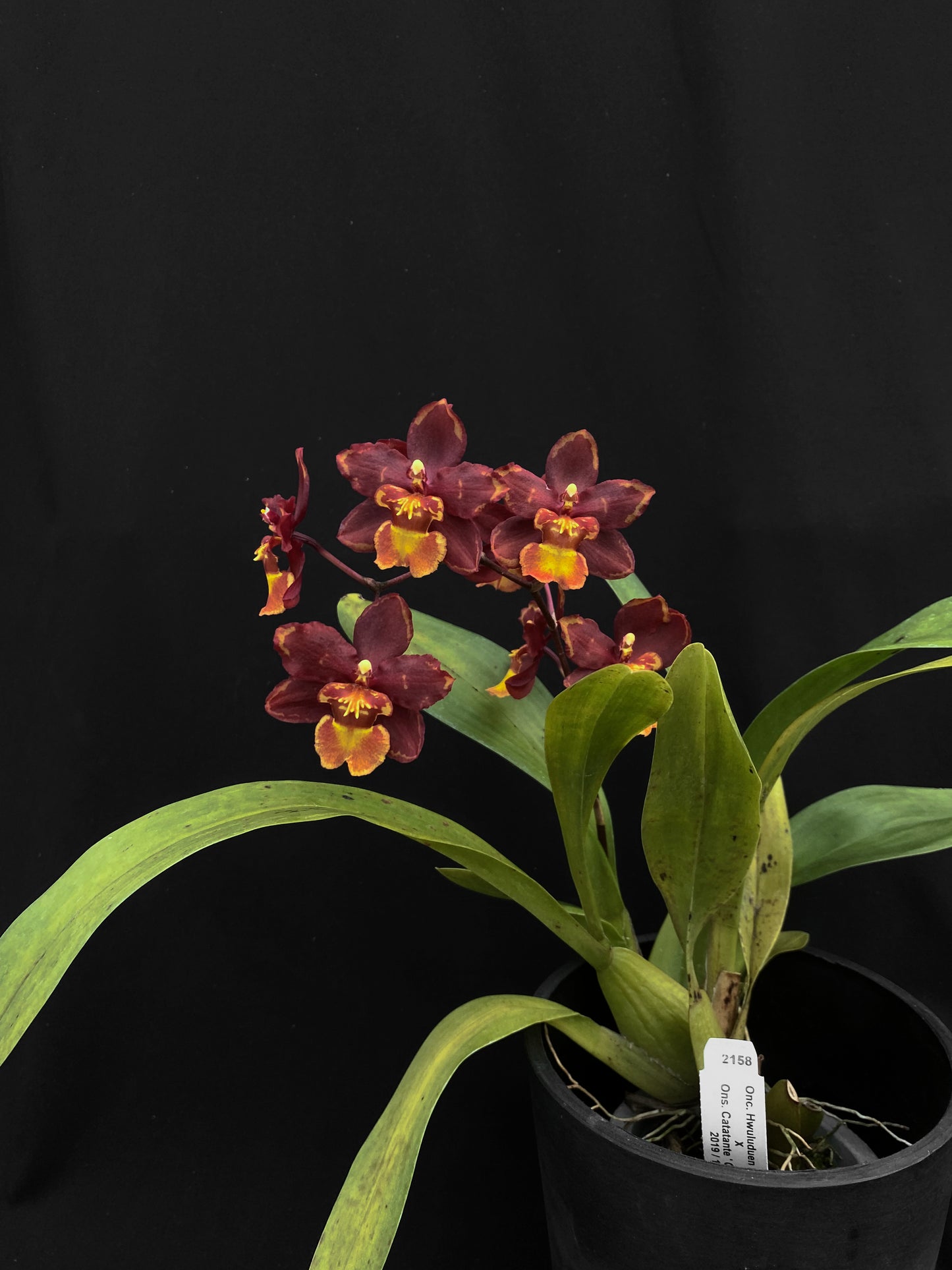 腫瘤科胡魯都恩 '2158'