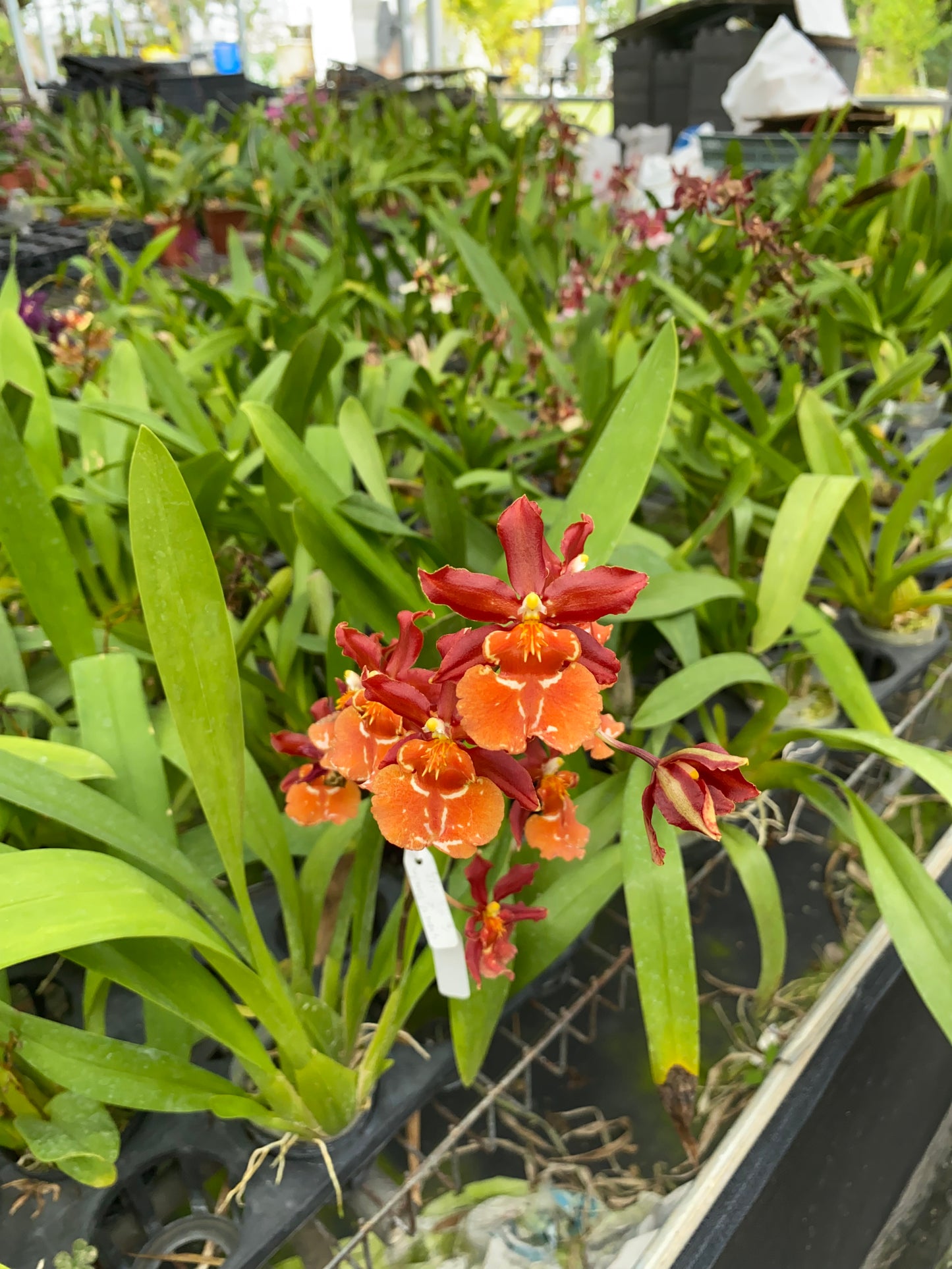 文心蘭 Hwuluduen Messi ‘HLD’