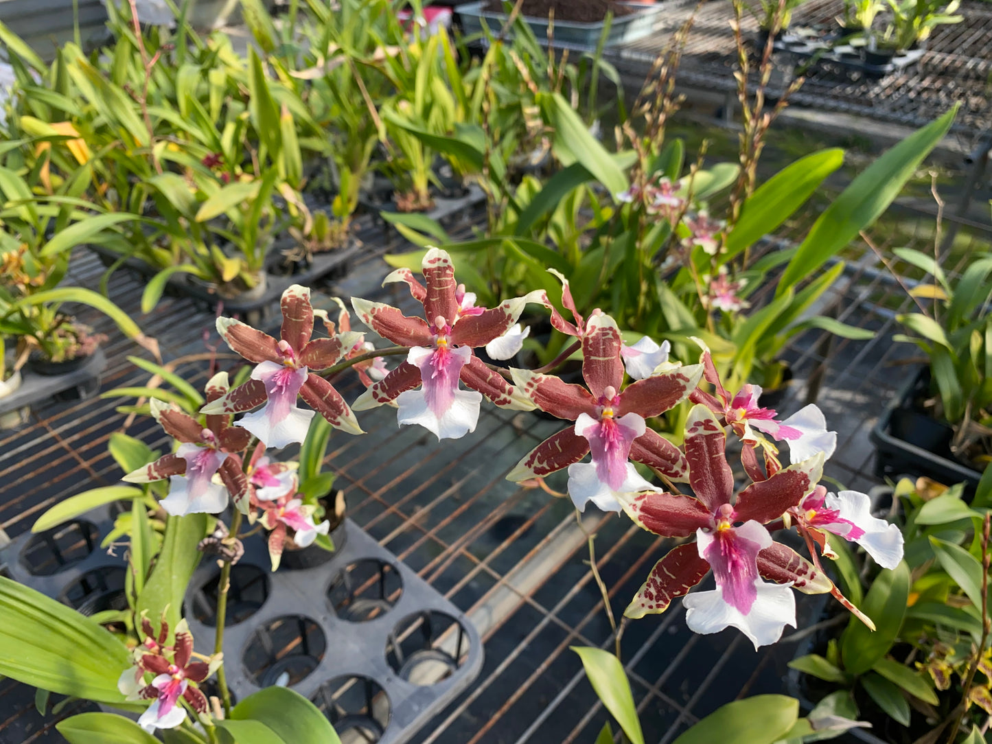 文心蘭‘夢想家’