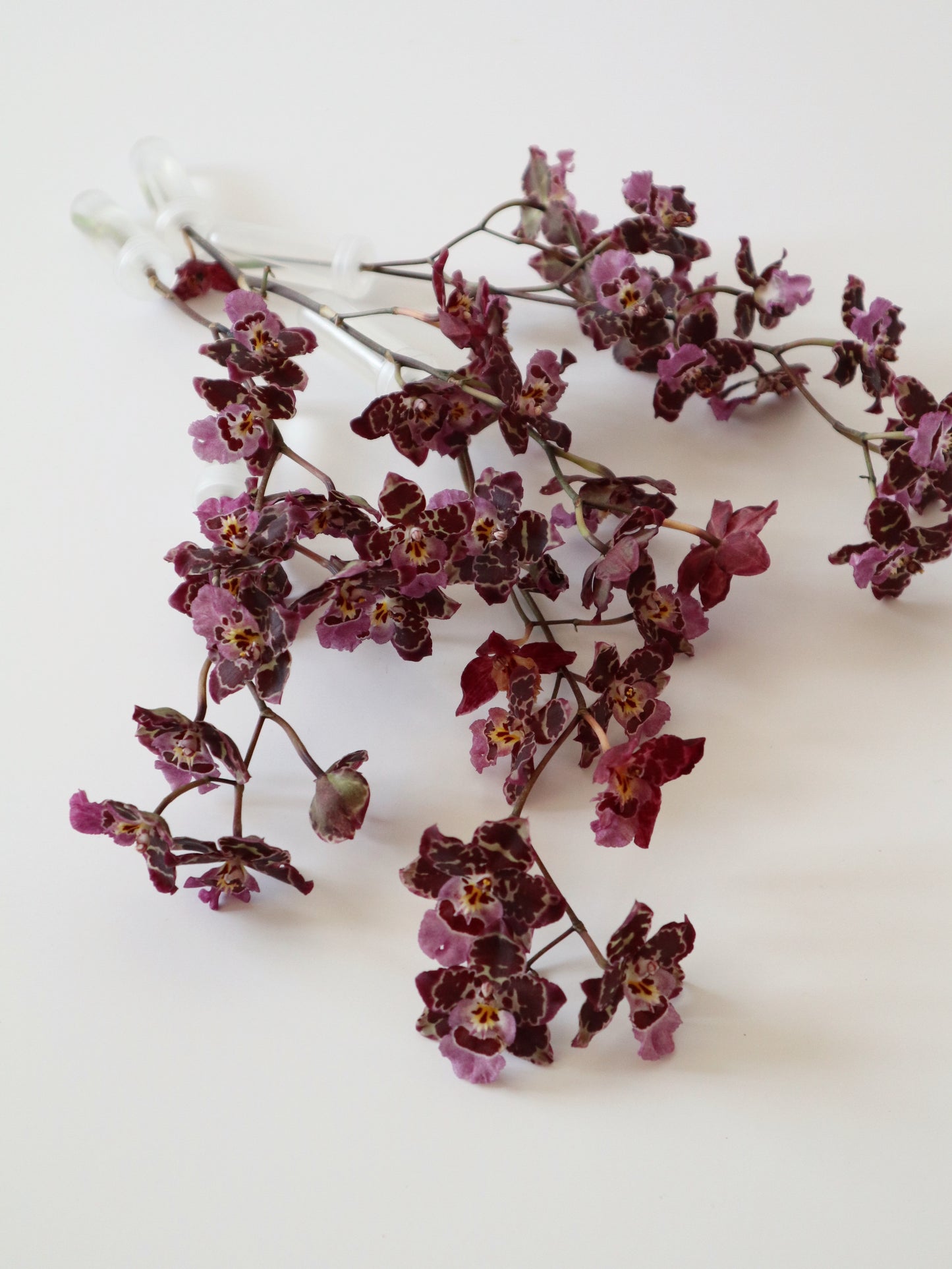 Oncidium Hwuluduen ‘Gina’ 文心蘭