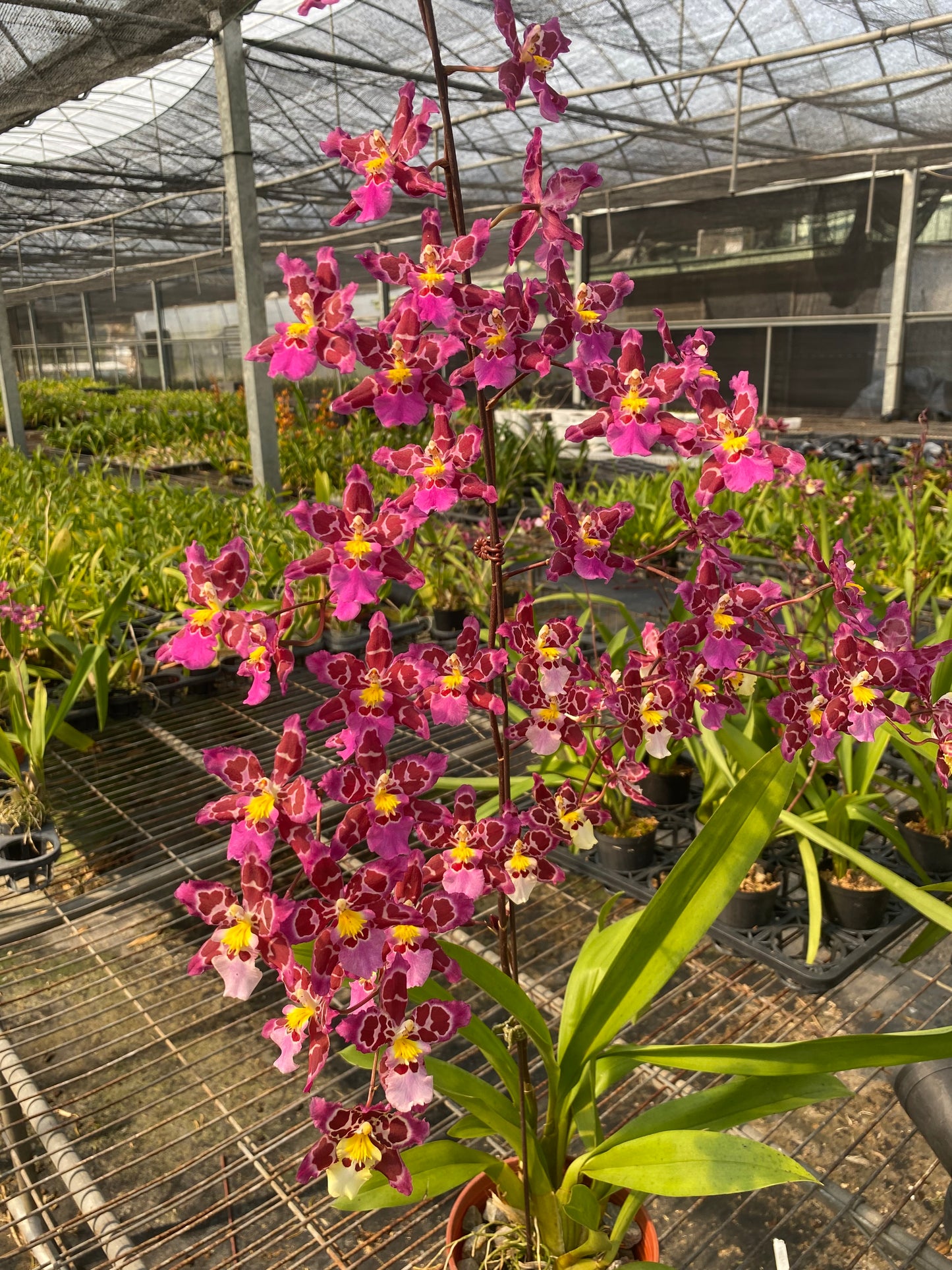 Zelenkocidium Hwuluduen 紅寶石‘Shirley’