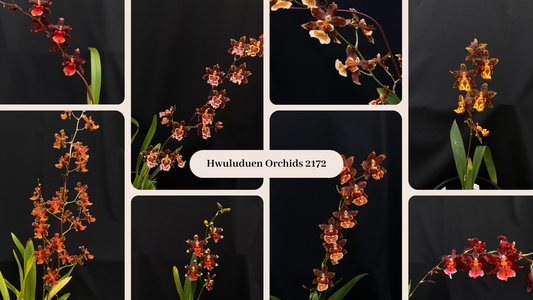 Oncidium Hwuluduen '2172' Introduction