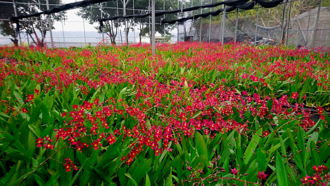 Uses of Oncidium Orchids as Cut Flowers and Potted Plants