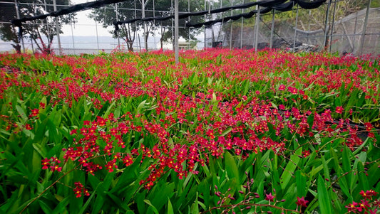 Uses of Oncidium Orchids as Cut Flowers and Potted Plants