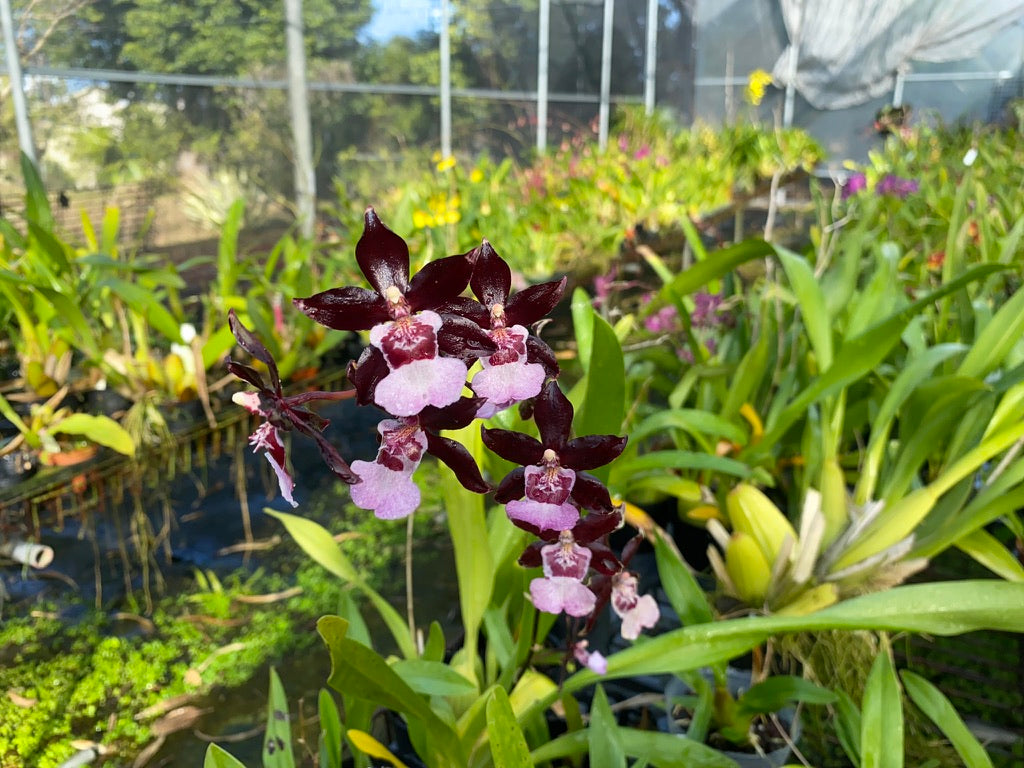 Onc. Hwuluduen 'Purple Grape' 葫蘆墩'紫葡萄'文心蘭