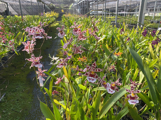 Home Planting - Growing Healthy Oncidium Orchids (Repotting Edition)