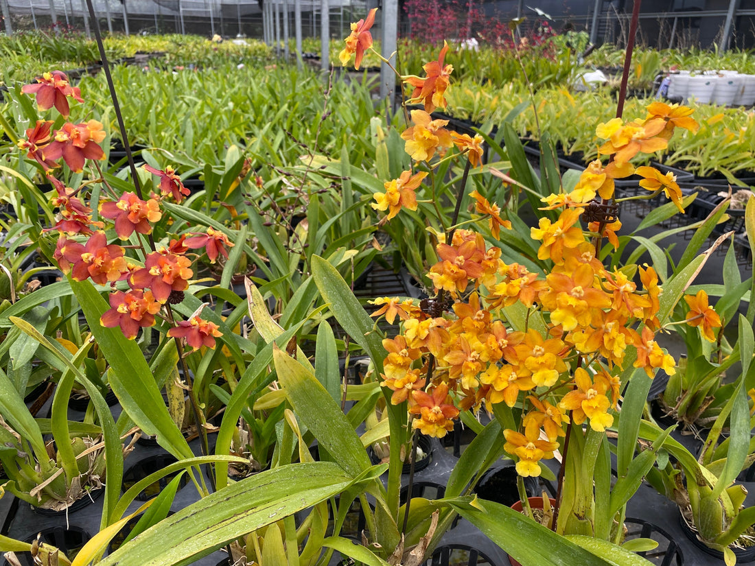 Oncidium Hwuluduen Pixie ‘Orange Fruit’ 葫蘆墩'吉利果'文心蘭