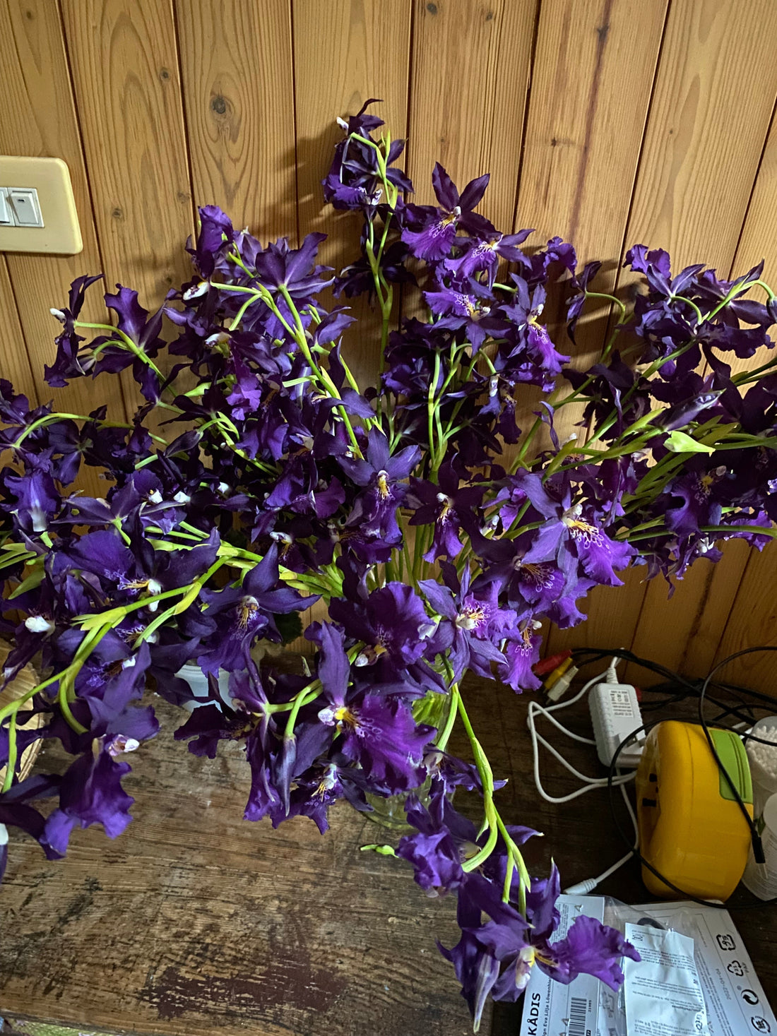 Home Planting –  Grow Oncidium at Home (Humidity Edition)