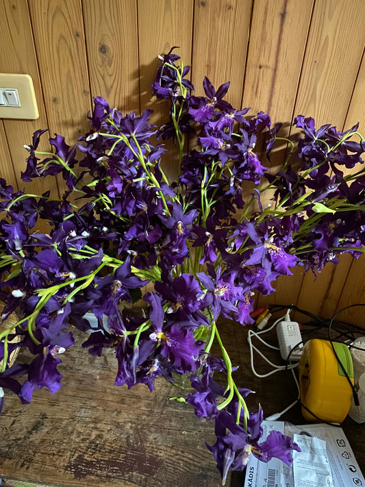 Home Planting –  Grow Oncidium at Home (Humidity Edition)