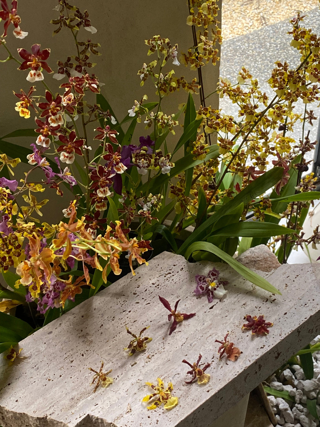 Maximize the use of oncidium after breeding