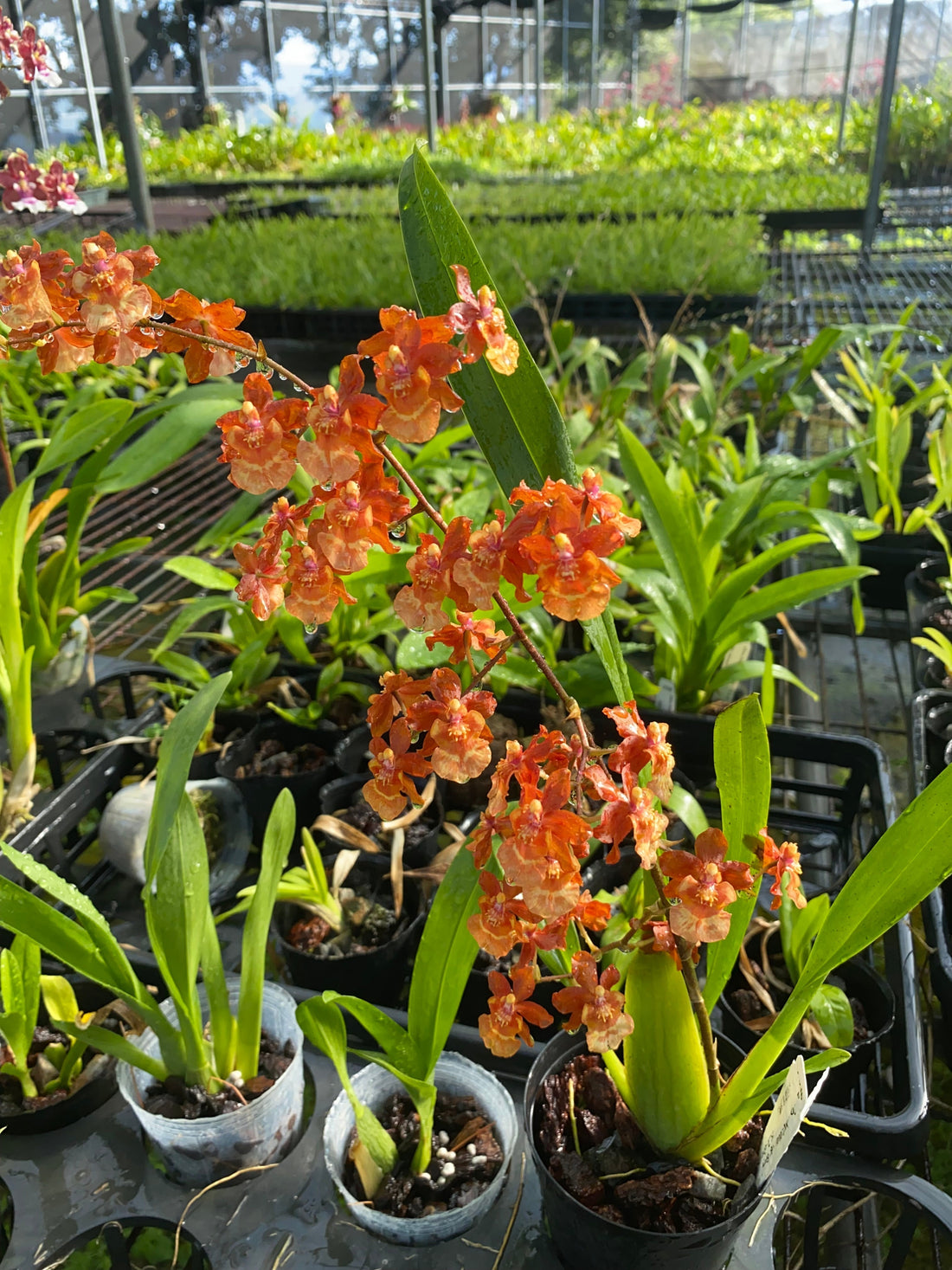 Oncidium Hwuluduen 'Golden Coin' 葫蘆墩'金幣'文心蘭