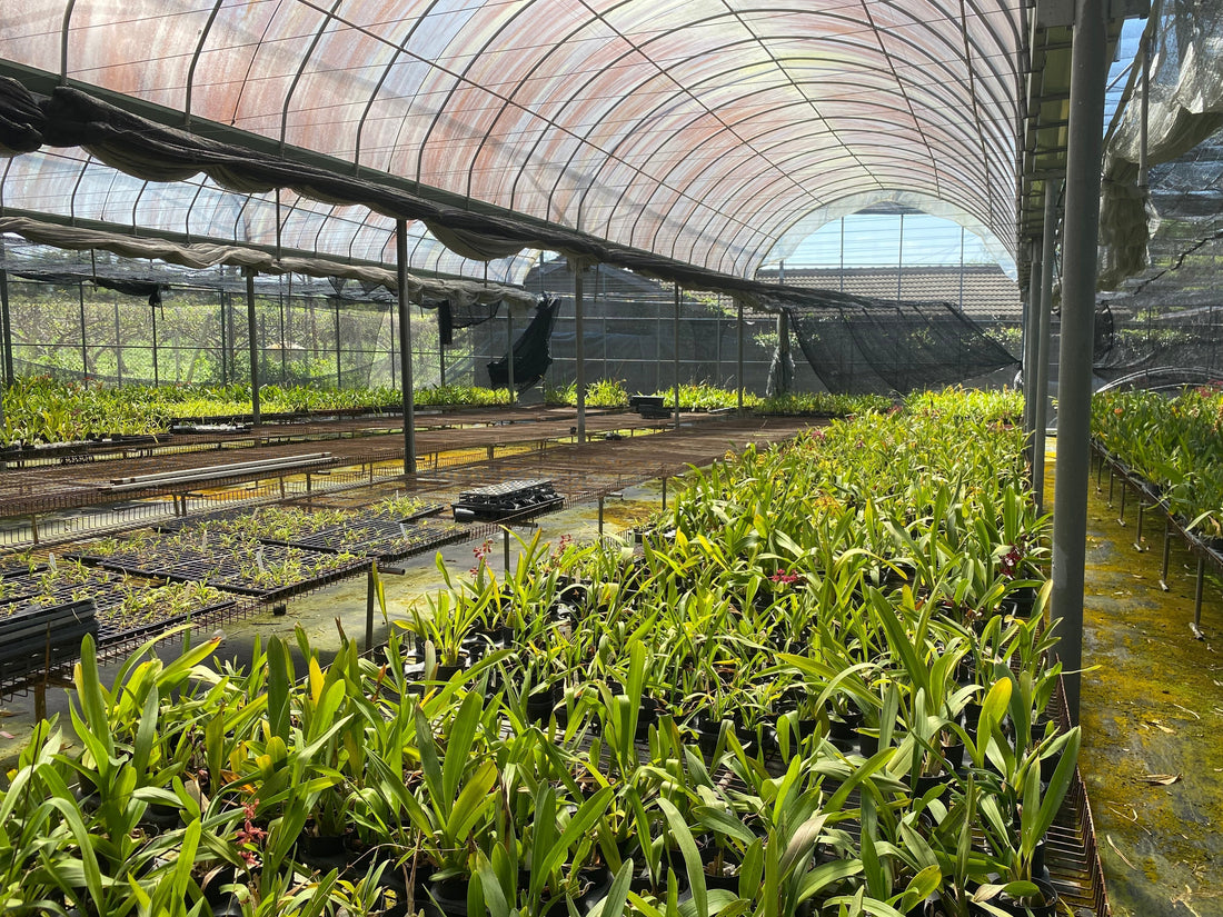 Home Planting - How to Successfully Grow Oncidium Indoors (Light Edition)