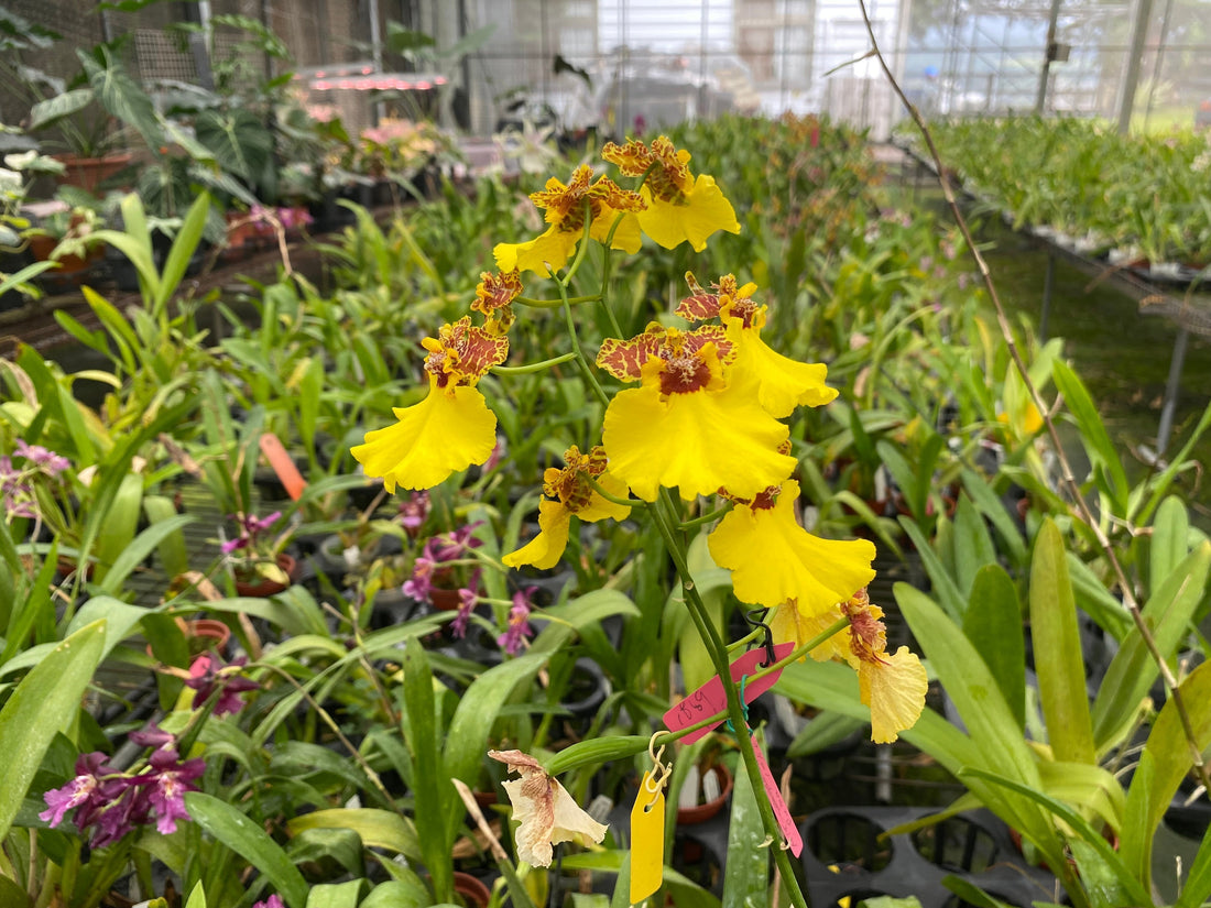 Gomonia Hwuluduen ’Golden Cup‘ 葫蘆墩'金盃'文心蘭