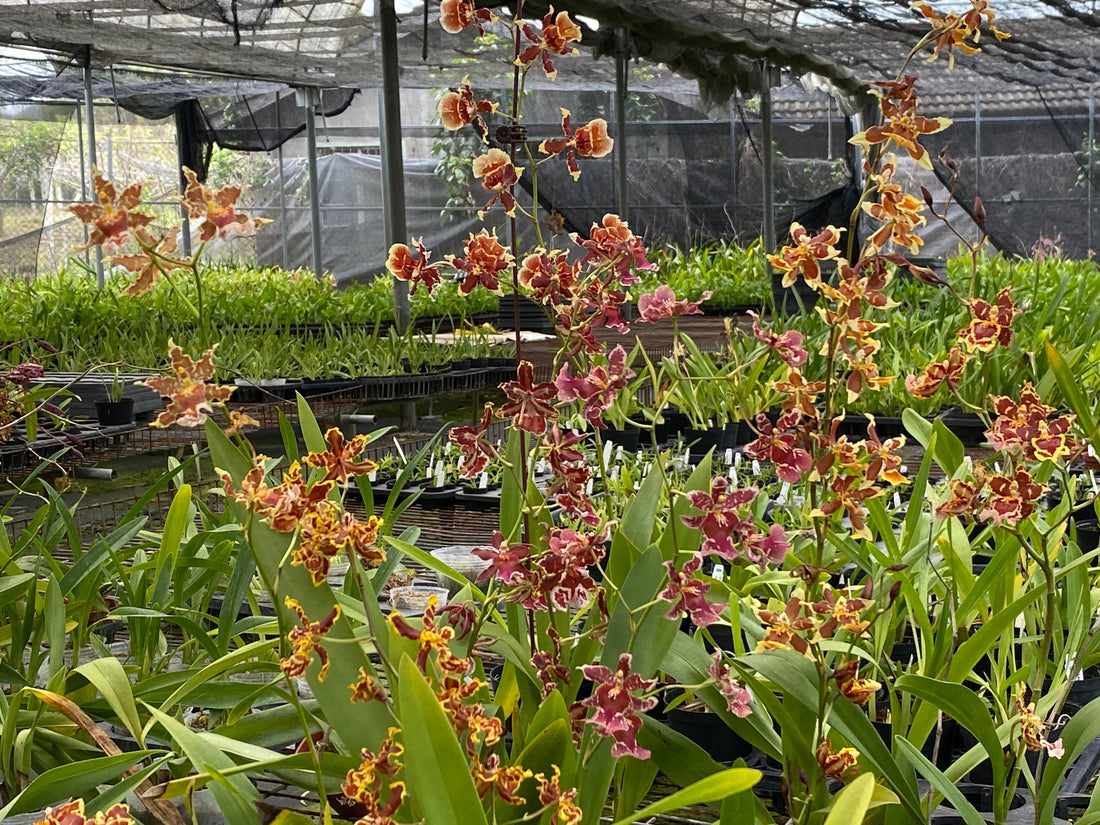 Home Planting - How to successfully grow Oncidium at home (fertilization)