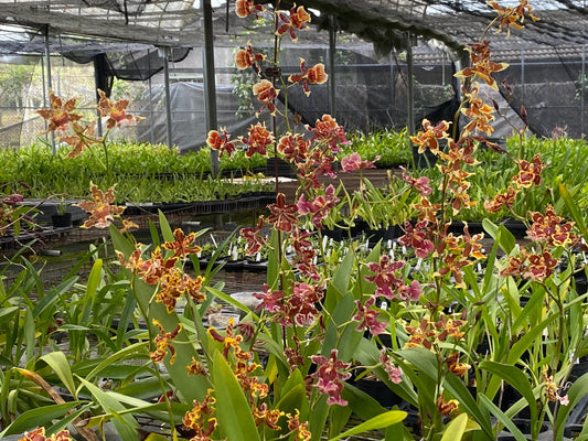 Home Planting - How to successfully grow Oncidium at home (fertilization)