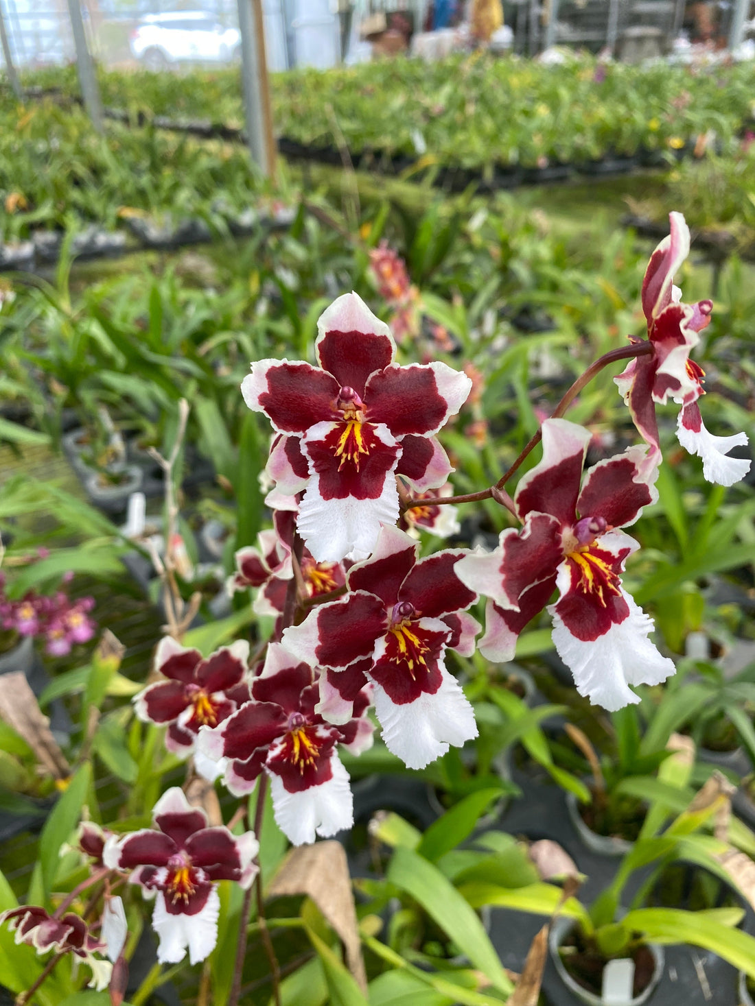 2026 Oncidium Clone Plant Flask Pre-Order