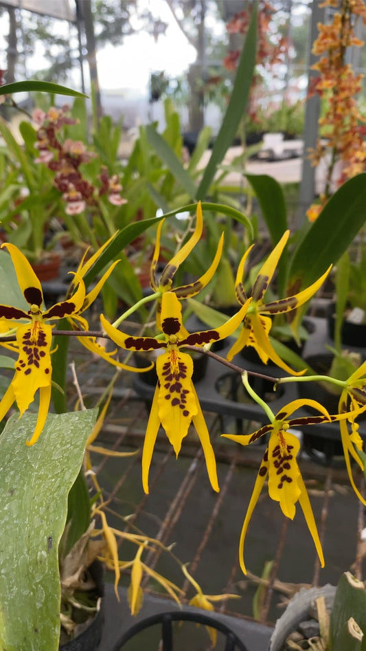 Bramesa Hwuluduen 生動蜜蜂 '1235'