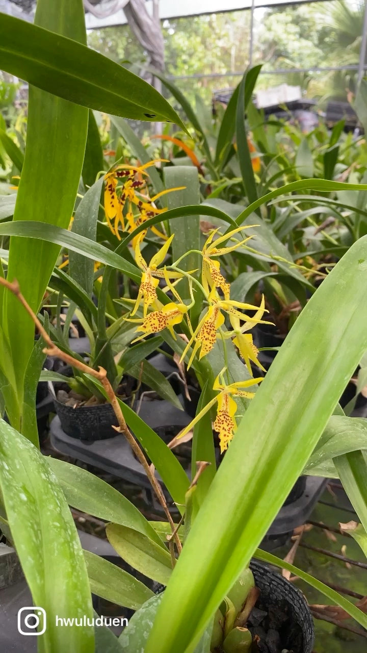 Bramesa Hwuluduen 生動蜜蜂 '1235'