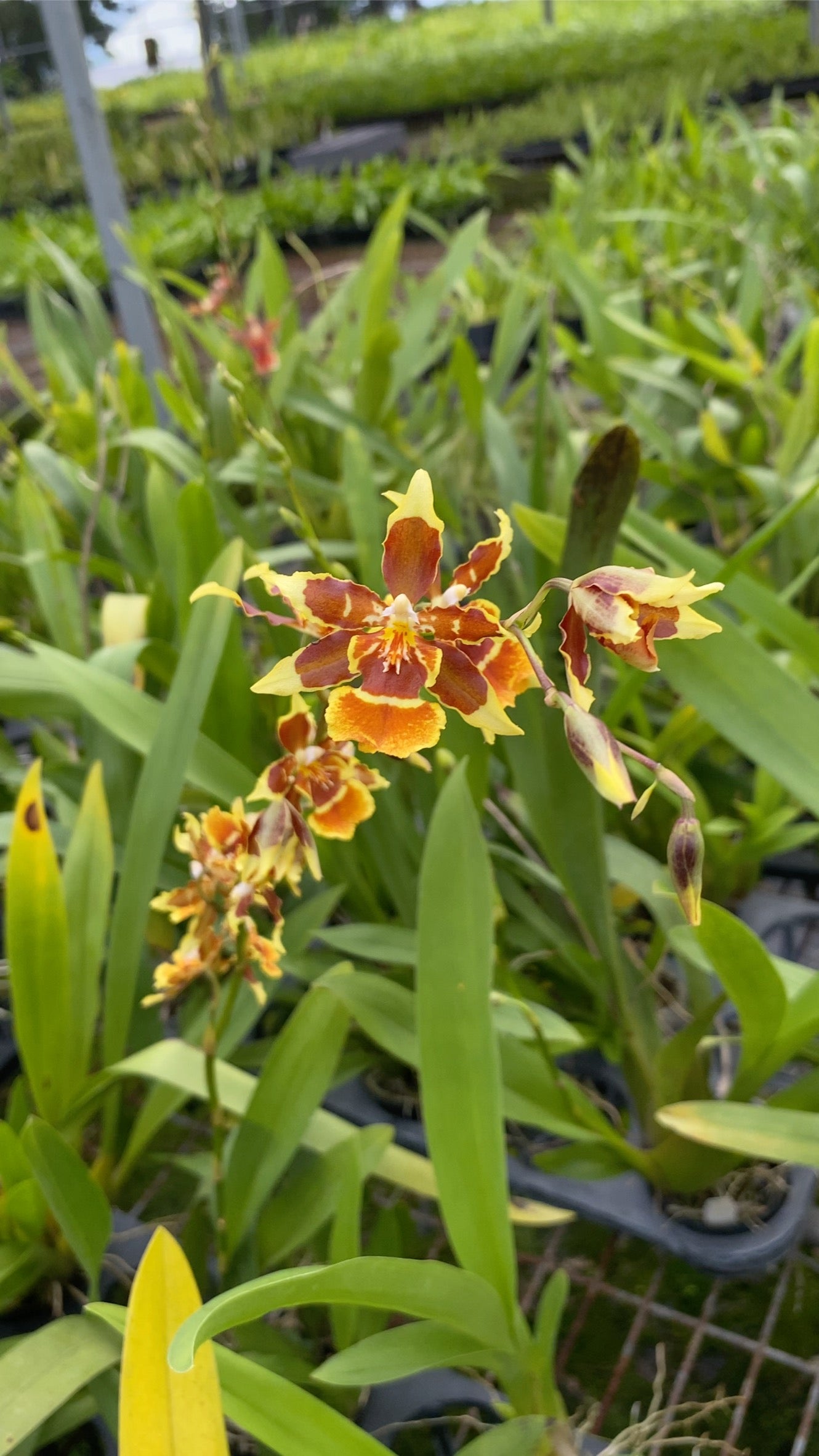 文心蘭 Hwuluduen Messi ‘2172’