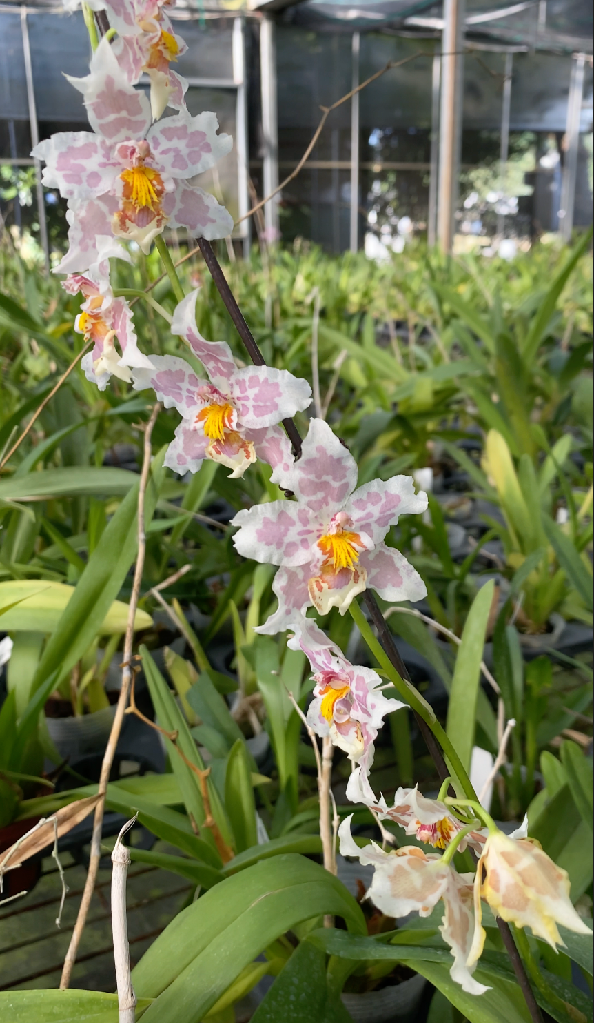 Oncidium Hwuluduen Franz ‘Leopard’ 文心蘭