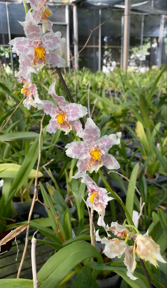 Oncidium Hwuluduen Franz ‘Leopard’ 文心蘭