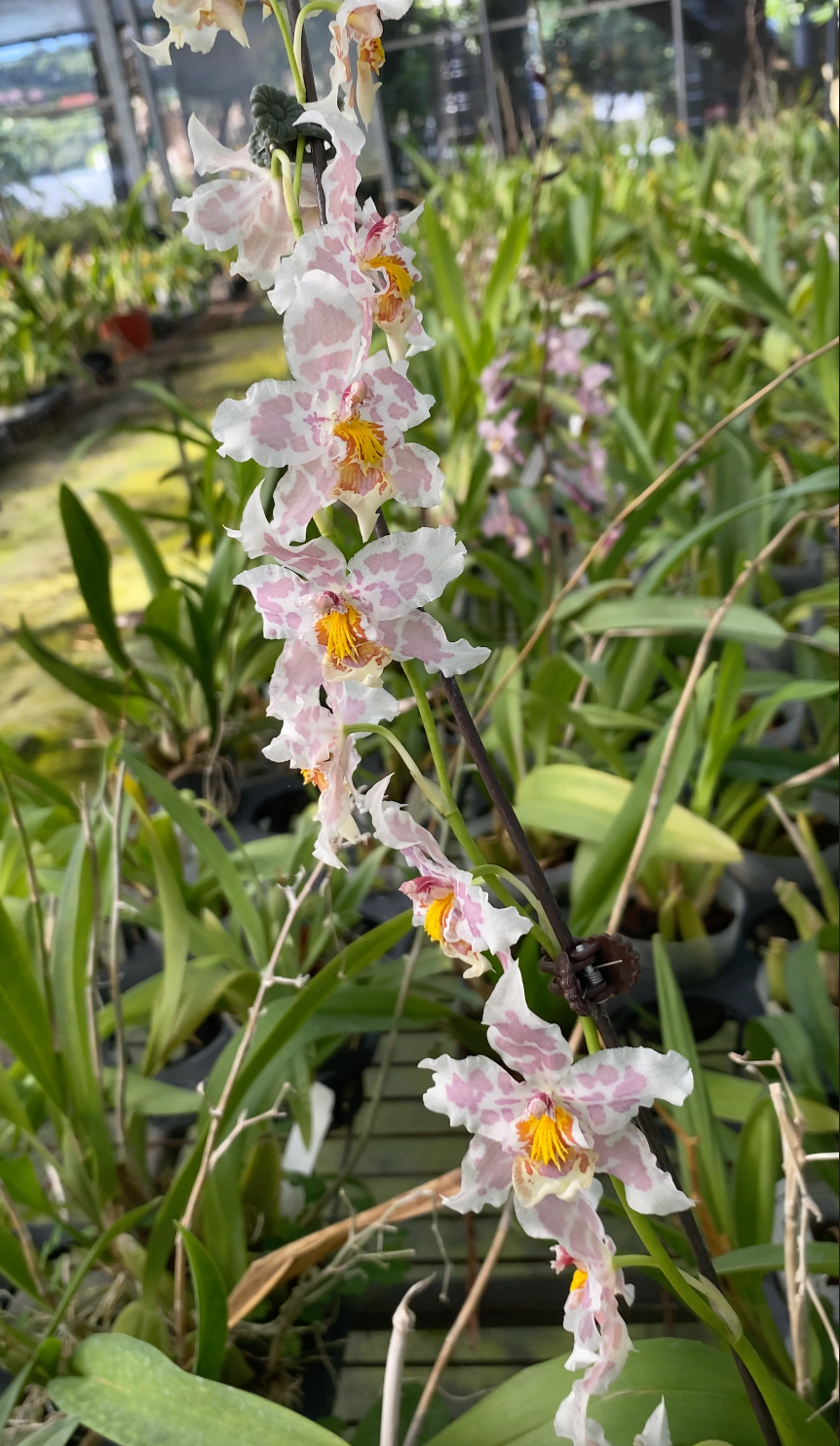 Oncidium Hwuluduen Franz ‘Leopard’ 文心蘭