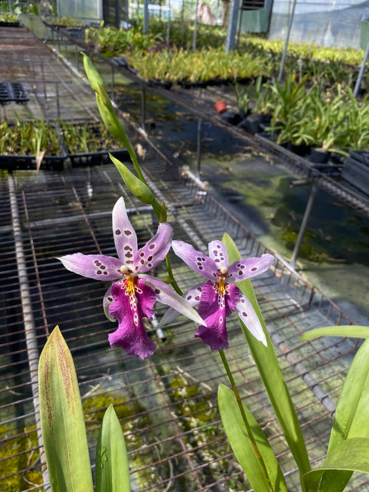 阿爾克拉。 Hwuluduen 浪漫 '1174'