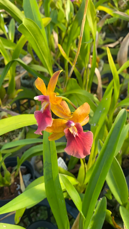 腫瘤科胡魯杜恩 '2763'