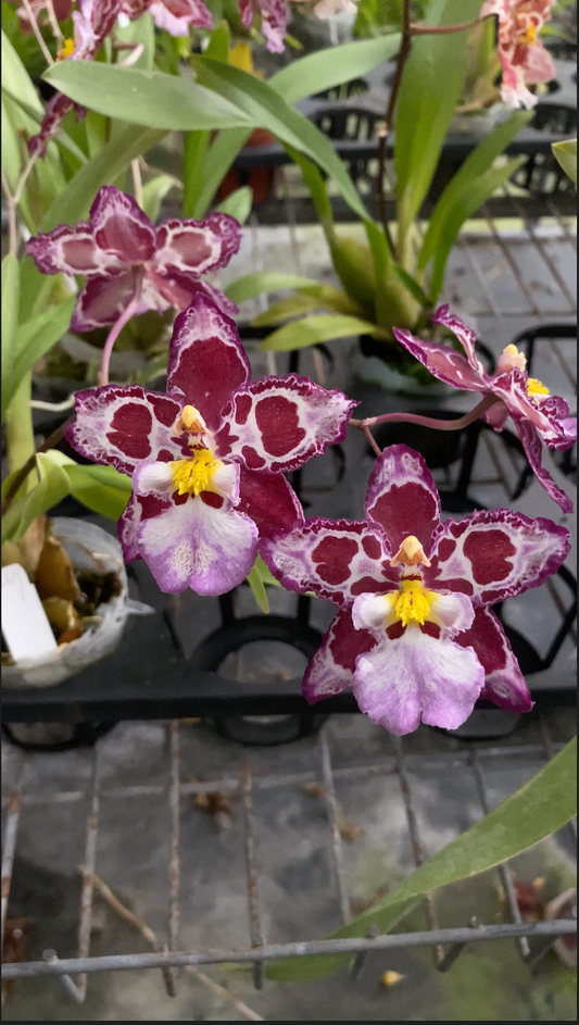 澤蘭科菌屬 Hwuluduen ‘HLD-1’