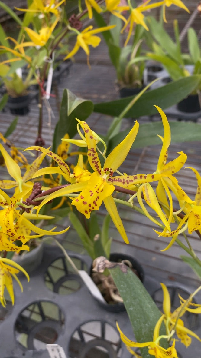 Bramesa Hwuluduen 生動蜜蜂 '1235'