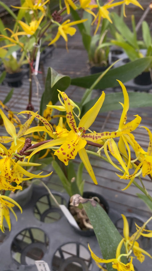 Bramesa Hwuluduen 生動蜜蜂 '1235'