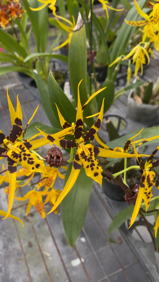 Bramesa Hwuluduen 生動蜜蜂 '1235'