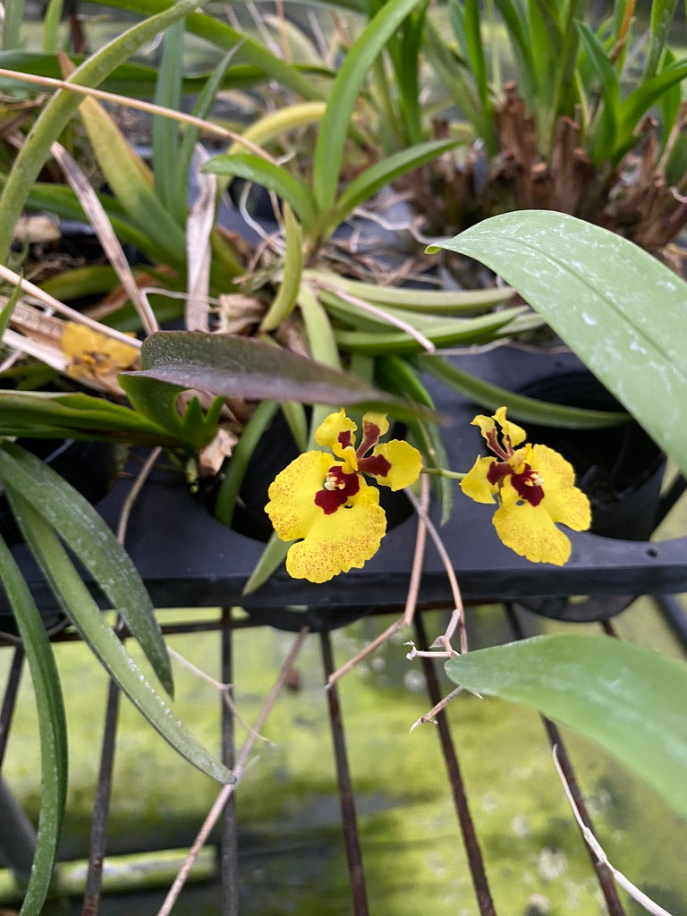 托倫尼亞雜交種