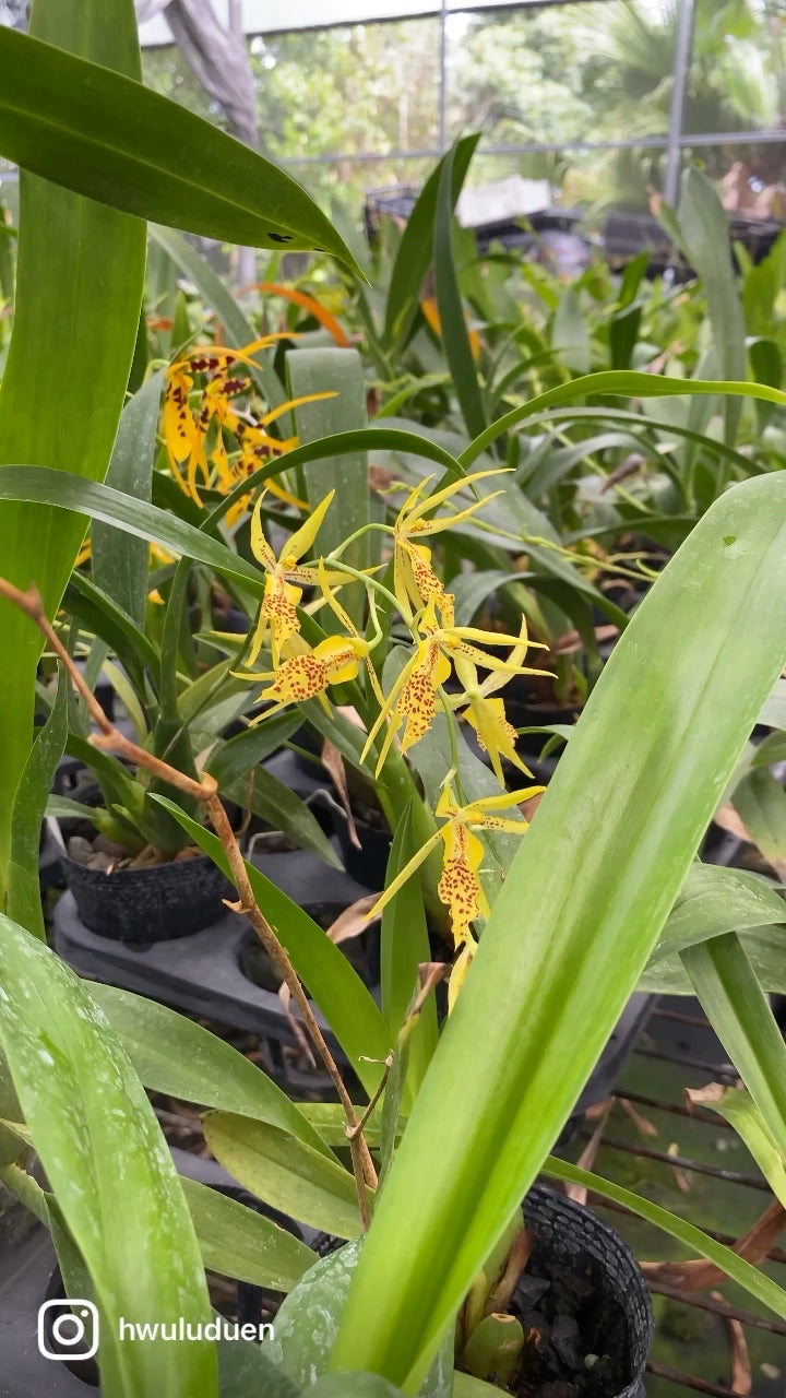 Bramesa Hwuluduen 生動蜜蜂 '1235'