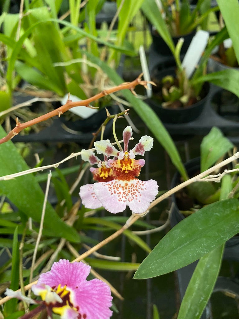 托倫尼亞雜交種