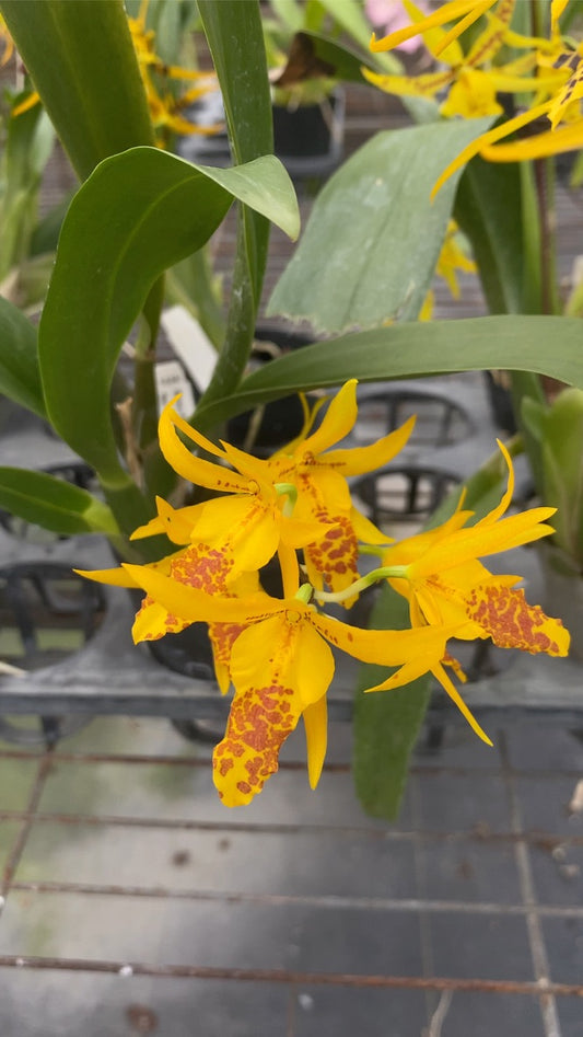 Bramesa Hwuluduen 生動蜜蜂 '1235'