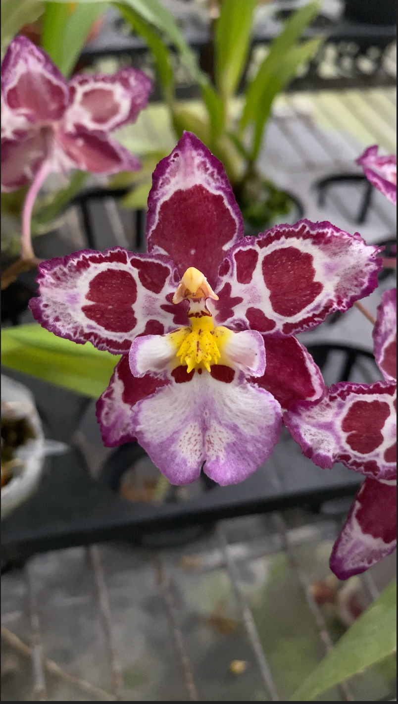 澤蘭科菌屬 Hwuluduen ‘HLD-1’