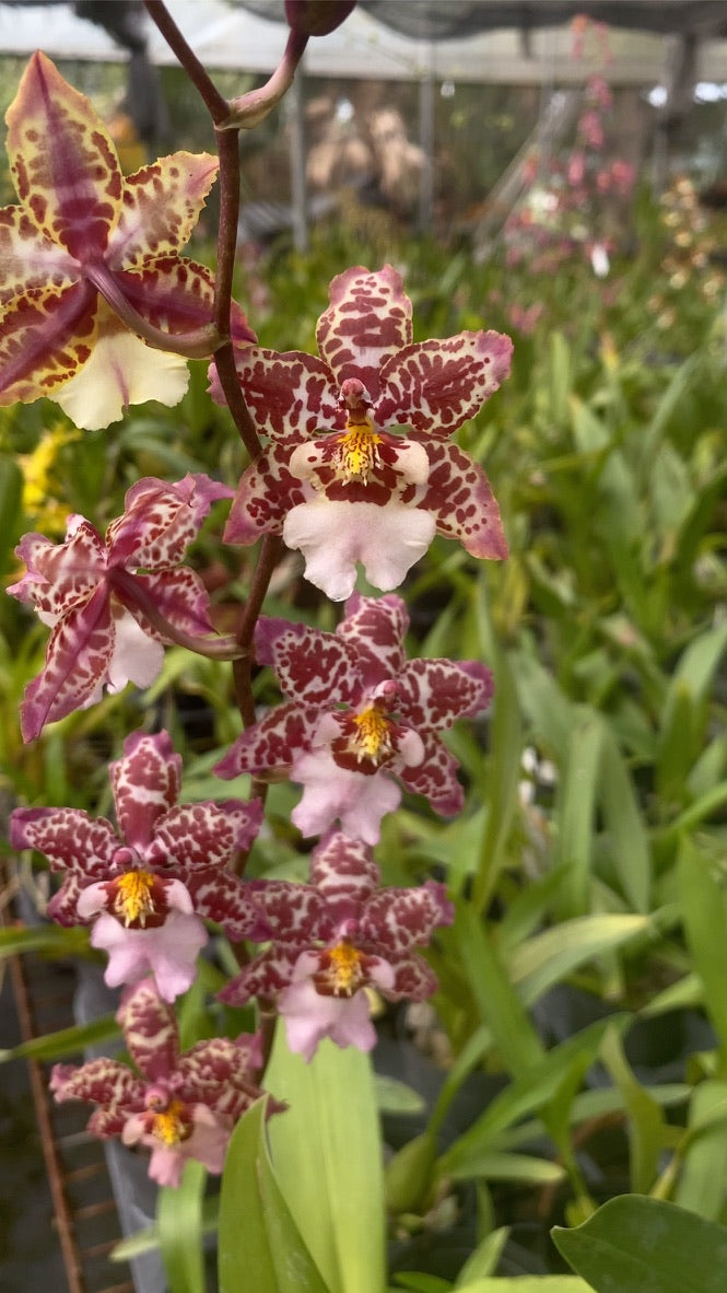 澤蘭科菌素‘2213’