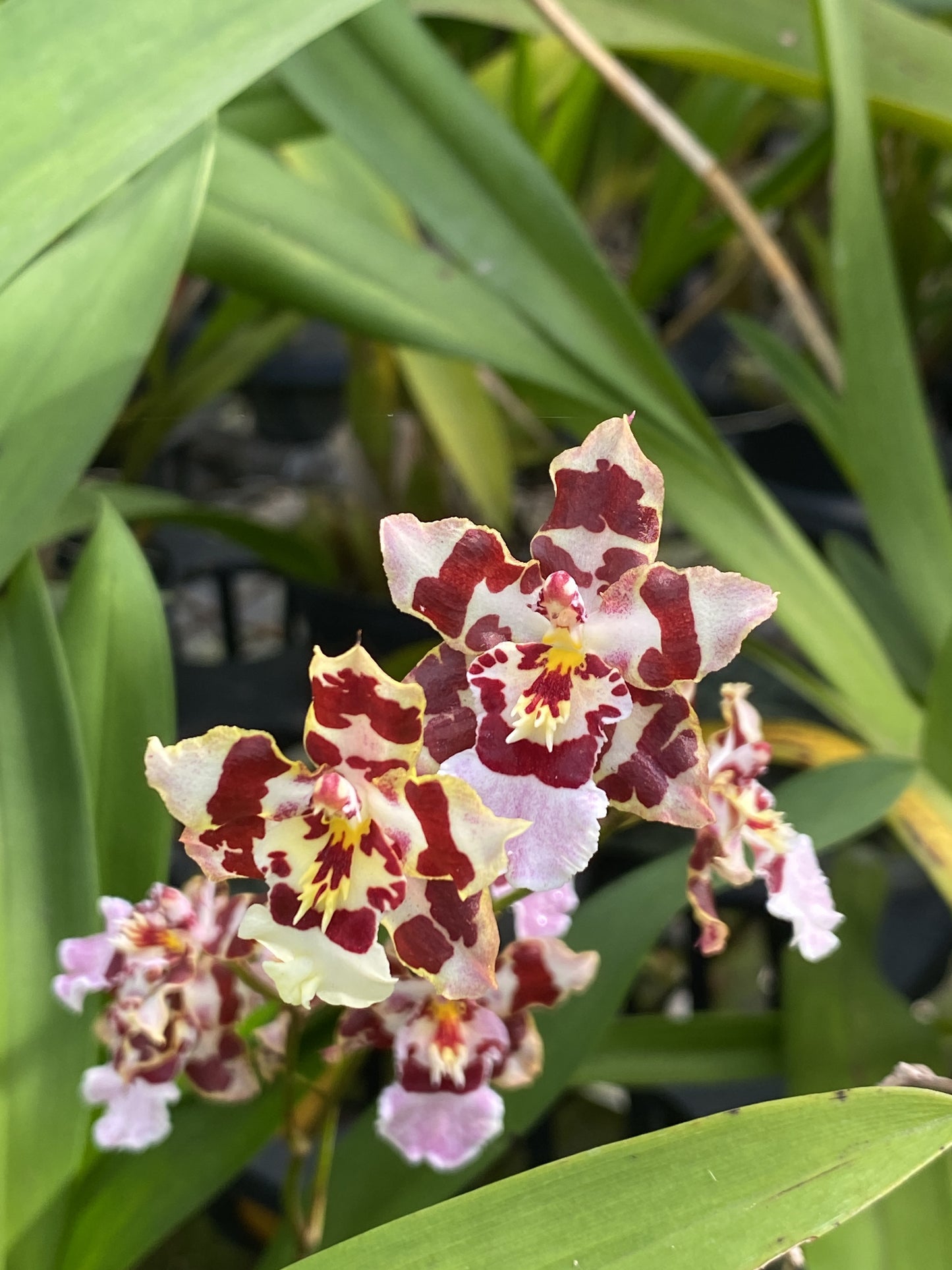 Oncidium Hwuluduen 紅寶石‘HLD-1’