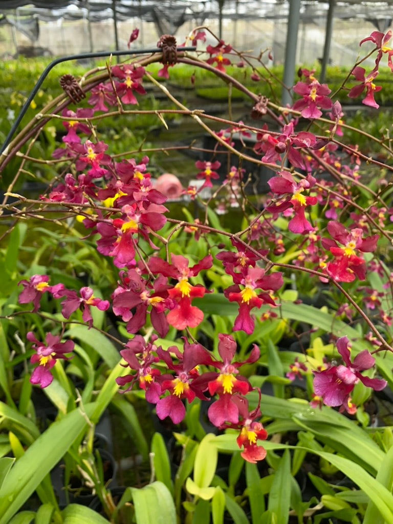 Oncidium Hwuluduen ‘紅櫻桃’ 文心蘭
