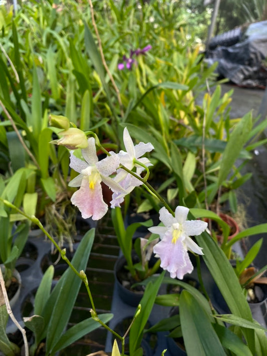 Rodritonia Hwuluduen Megan '1314'